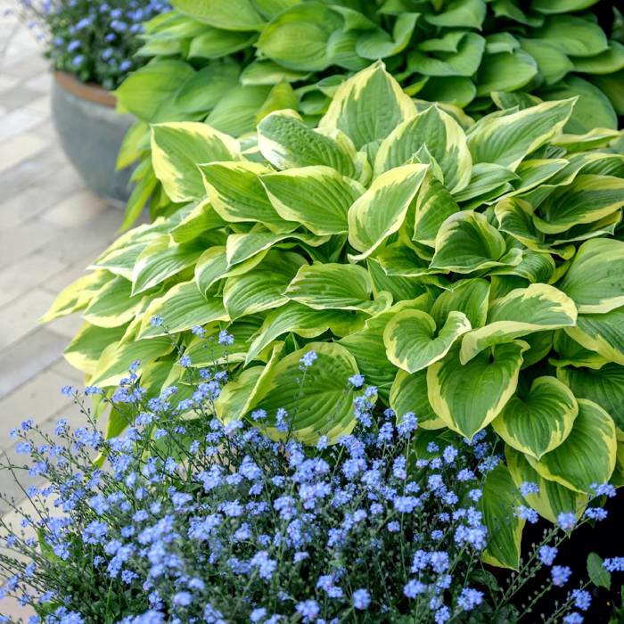 Funkia Hosta Golden Tiara (C2)