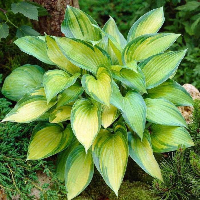 Funkia Hosta June