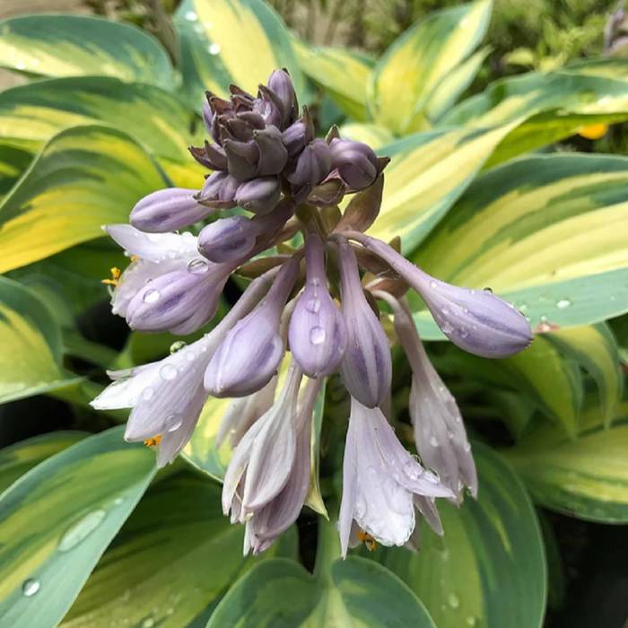 Funkia Hosta June (C2)