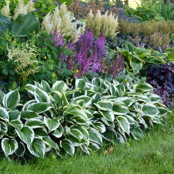 Funkia Hosta Patriot