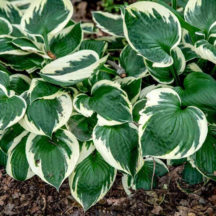 Funkia Hosta Patriot biało-zielona