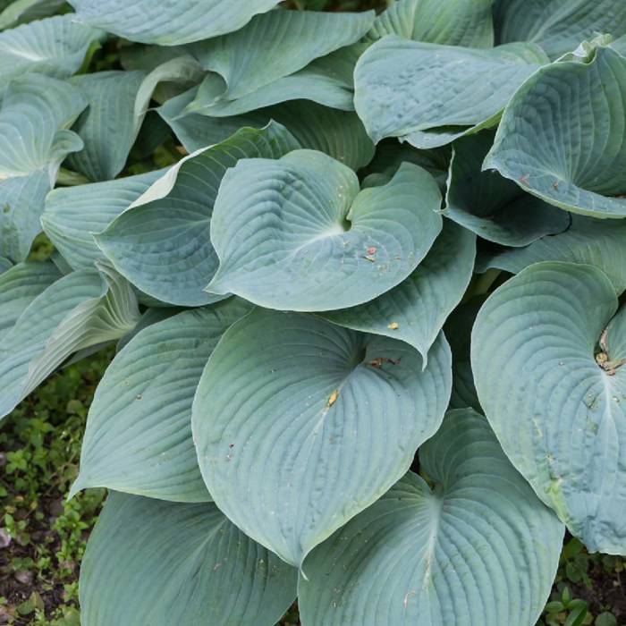 Funkia Hosta Siebolda Elegans 