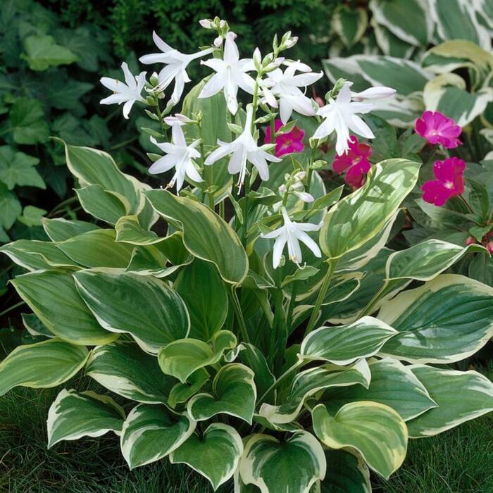 Funkia Hosta So Sweet   (C2)