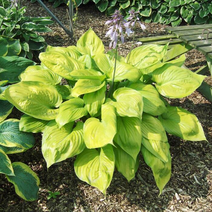 Funkia Hosta Sum and Substance (C5)