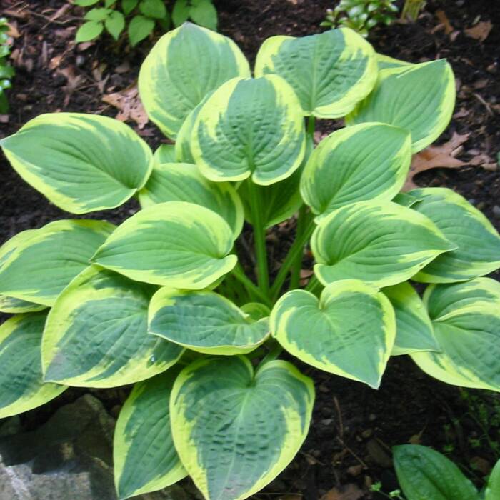 Funkia Hosta Wide Brim