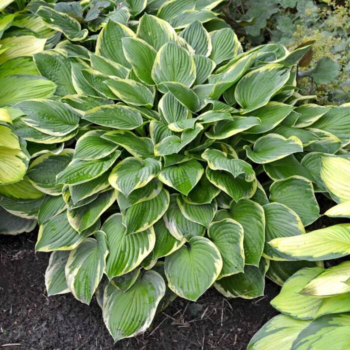 Funkia Hosta Wide Brim (C2)