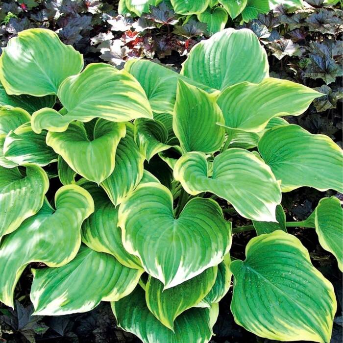 Funkia Hosta Winter Snow Olbrzymia zielono-biała