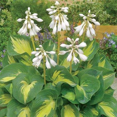 Funkia ogrodowa Beach Boy Hosta (C2)