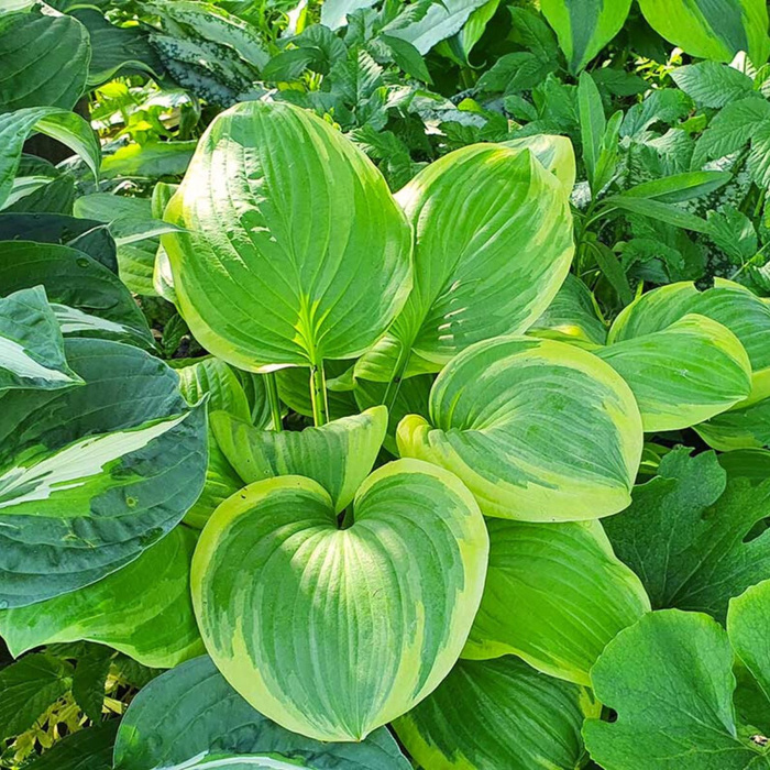 Funkia ogrodowa Fragrant Bouquet (C2)