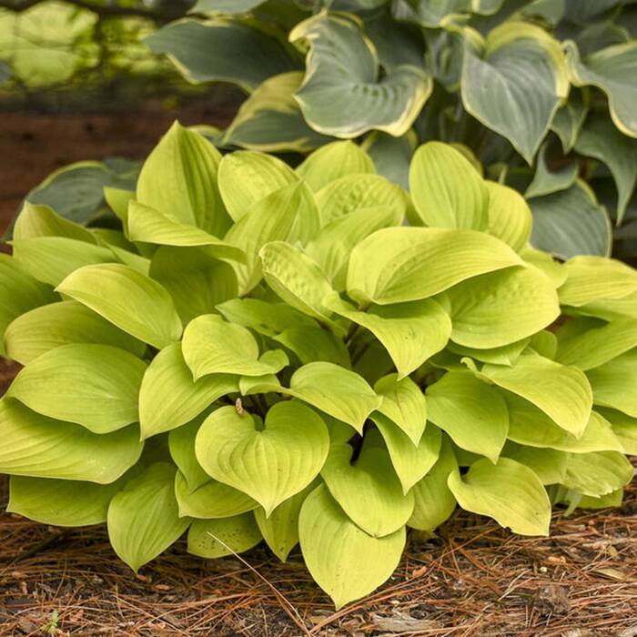 Funkia ogrodowa Hosta 'August Moon' 