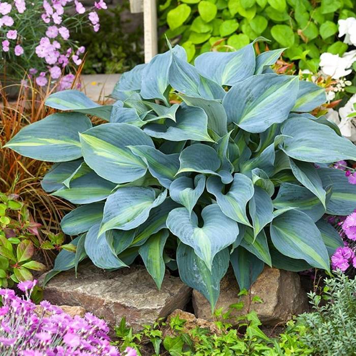 Funkia ogrodowa Hosta Catherine (P9)