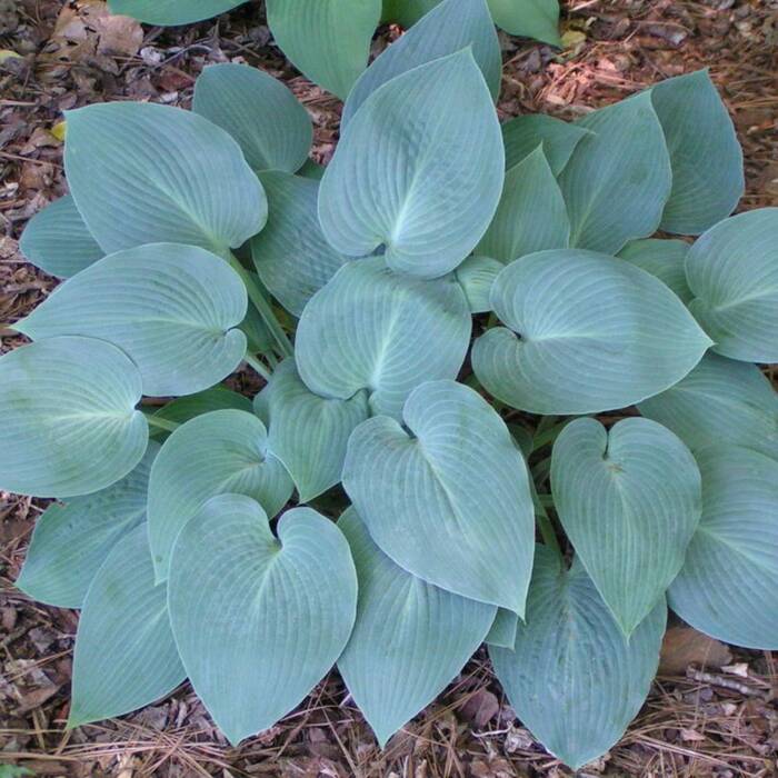 Funkia ogrodowa Hosta Halcyon 