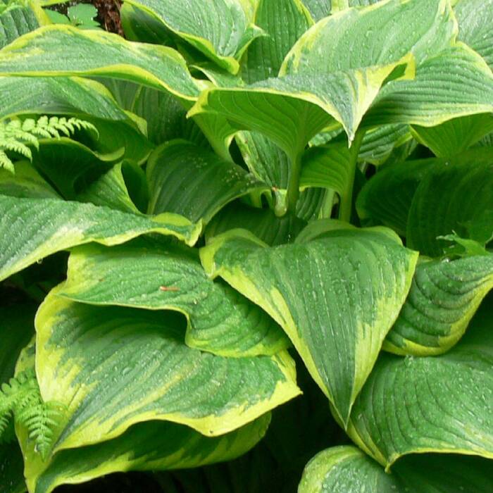 Funkia ogrodowa Hosta Yellow River (C2)