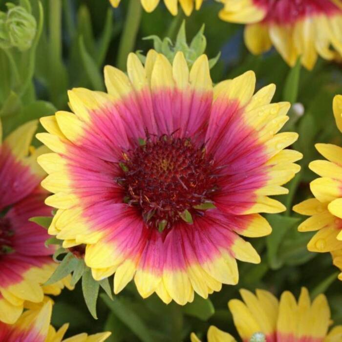 Gaillardia Sunset Snappy (C2) 