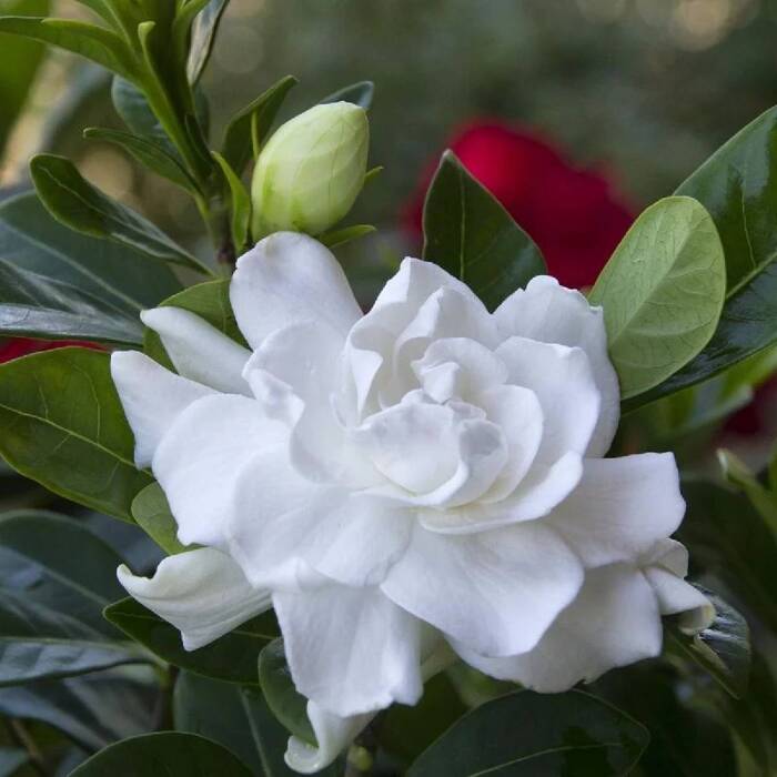 Gardenia Crown Jewel (P9)