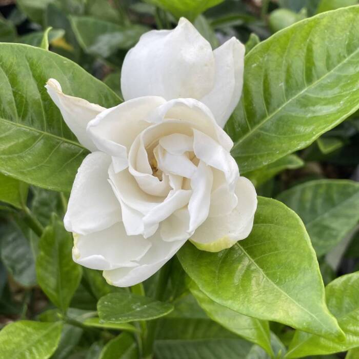 Gardenia Grandenia (P9)