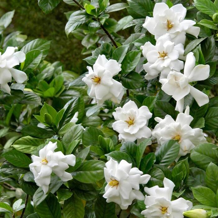 Gardenia Magnifica (P9)