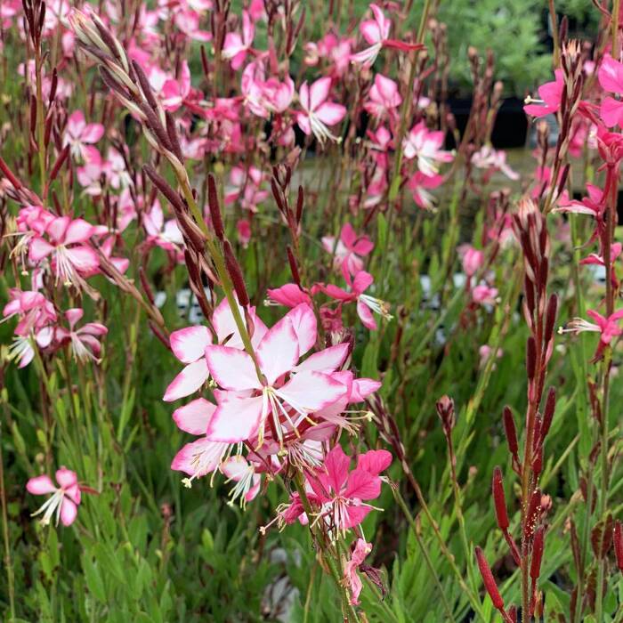 Gaura Gambit Rose Bicolor (C2)