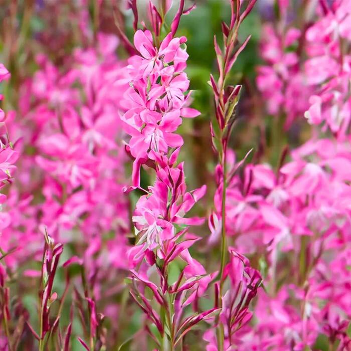 Gaura Gambit Rose (C2)