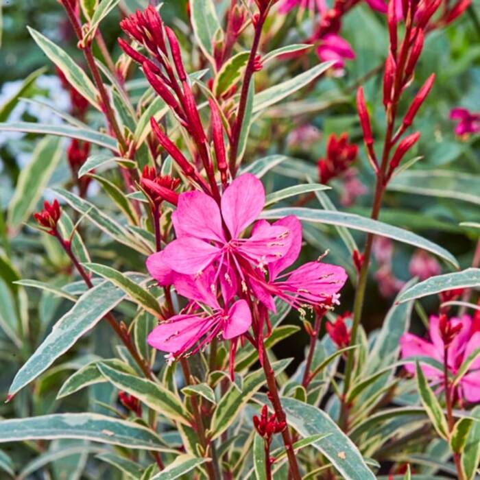 Gaura Gambit Variegata Rose (C2)