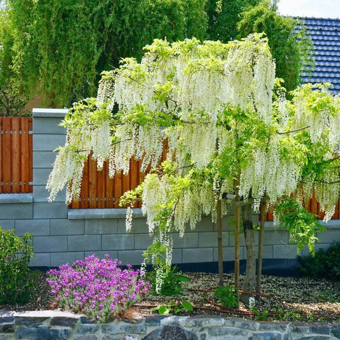 Glicynia chińska Wisteria Alba