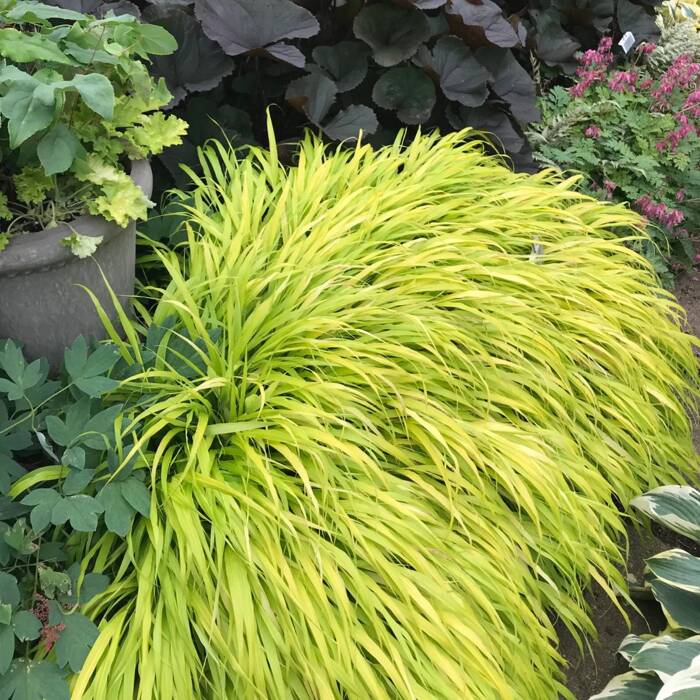 Hakonechloa smukła 'All Gold'