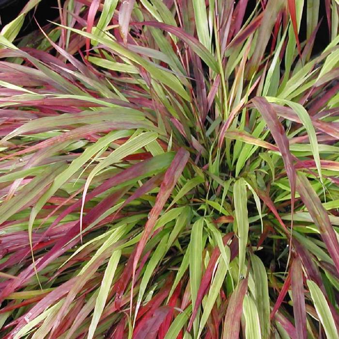 Hakonechloa smukła Beni Kazi (C2)