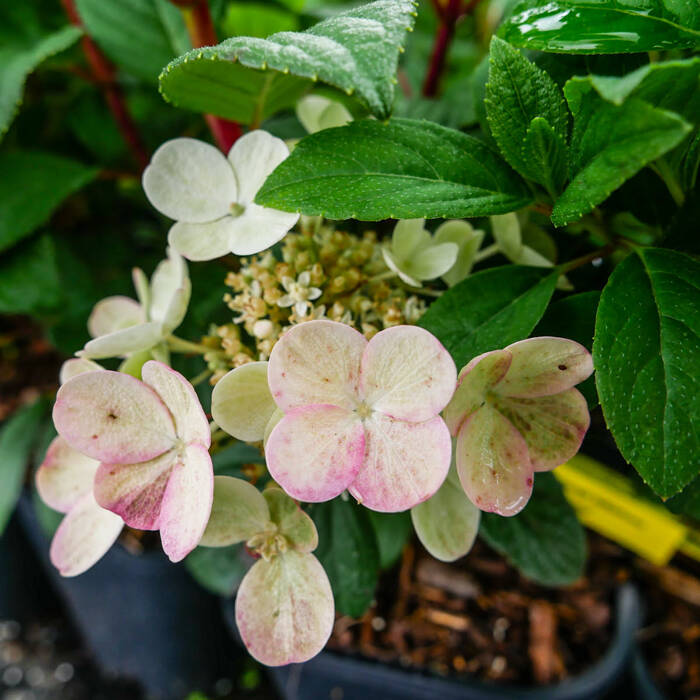 Hortensja bukietowa 'Baby Lace' (C2)