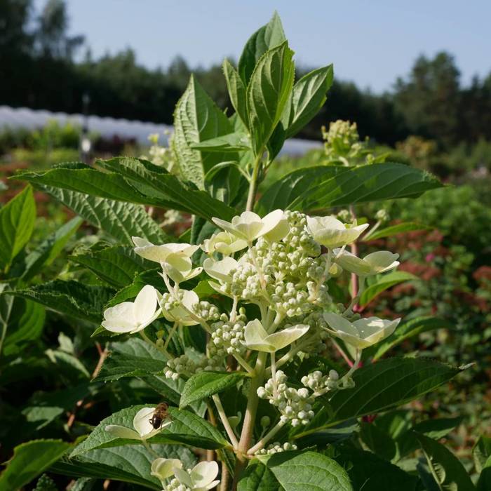 Hortensja bukietowa Early Sensation