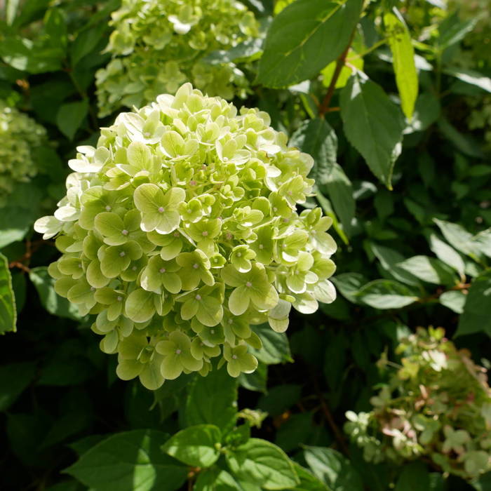 Hortensja bukietowa Little Lime Mała Limonka (C2)