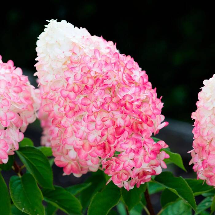 Hortensja bukietowa Living Pink & Rose 