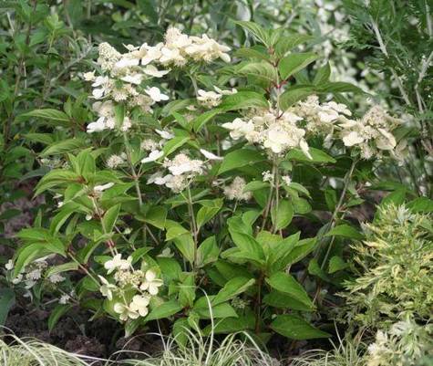 Hortensja bukietowa Prim White (C15)