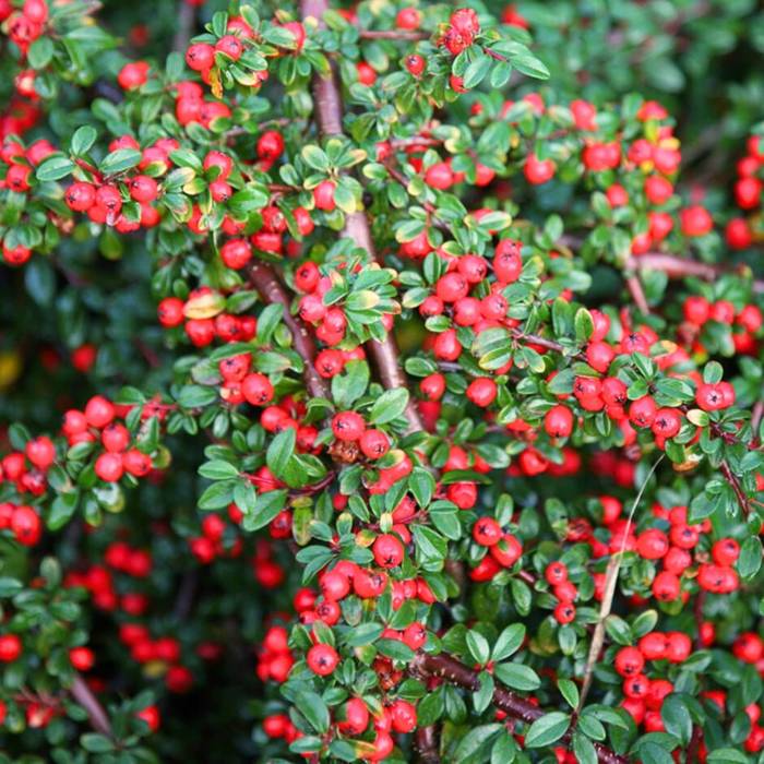 Irga karłowata Cotoneaster perpusillus 