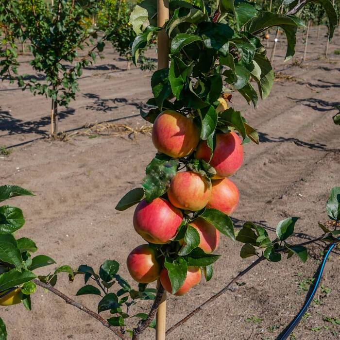 Jabłoń Celesta mrozoodporna Plant Pack