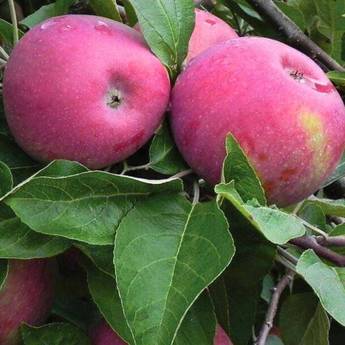 Jabłoń Cortland Wicki Zimowa Plant Pack