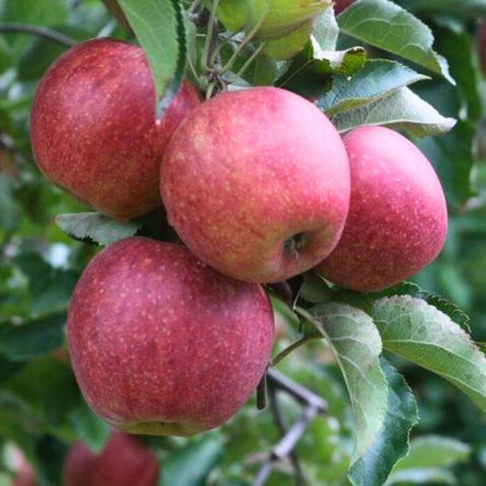 Jabłoń Krucha Chrupiące Owoce Sadzonka