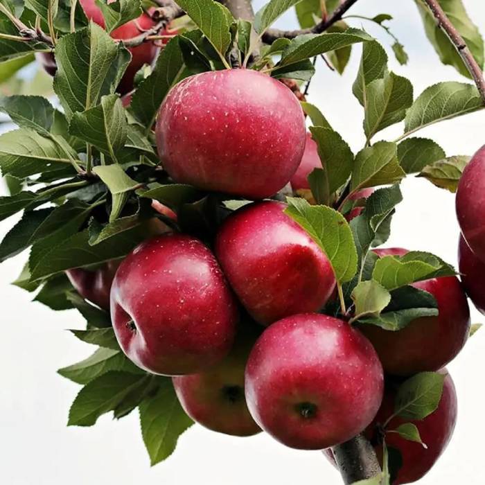 Jabłoń Malinowa Malinówka w doniczce C2