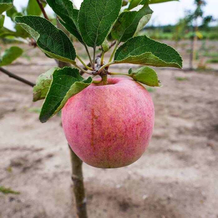 Jabłoń Pirross Plant Pack 