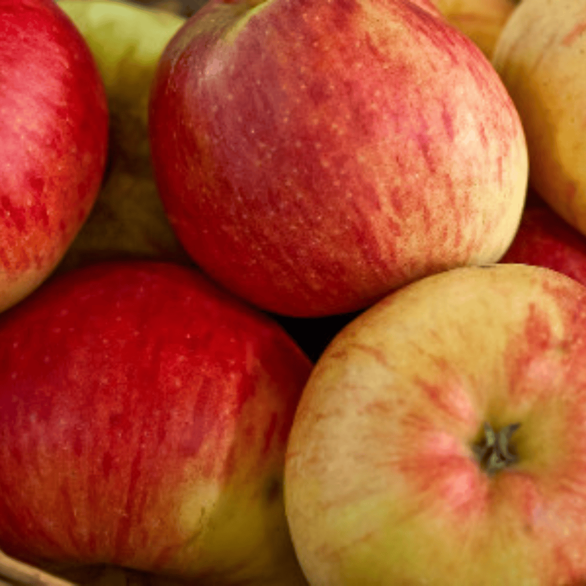 Jabłoń Pirross w doniczce (C2)