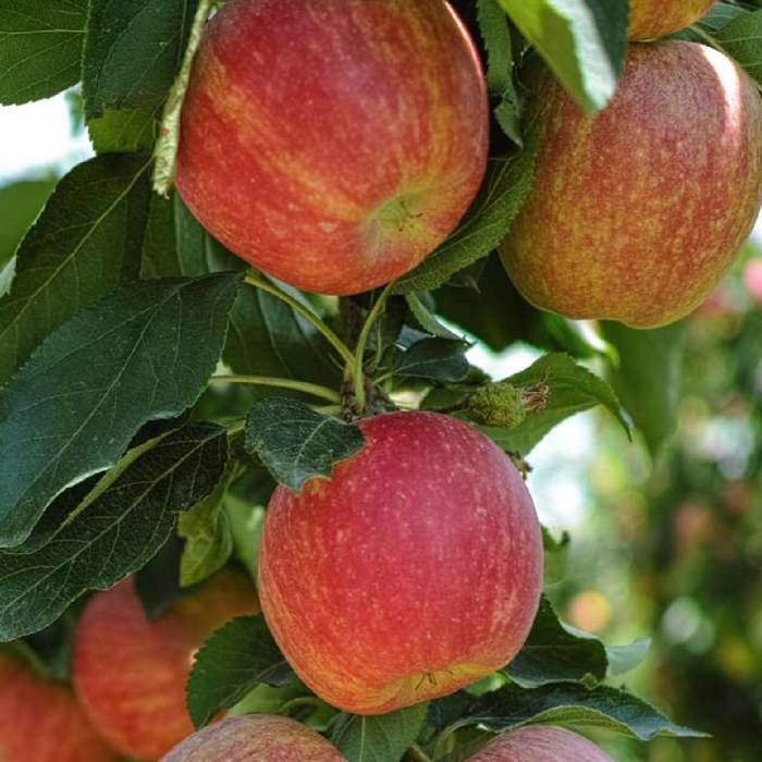 Jabłoń kolumnowa Słodka Korona Zone Zonete Plant Pack