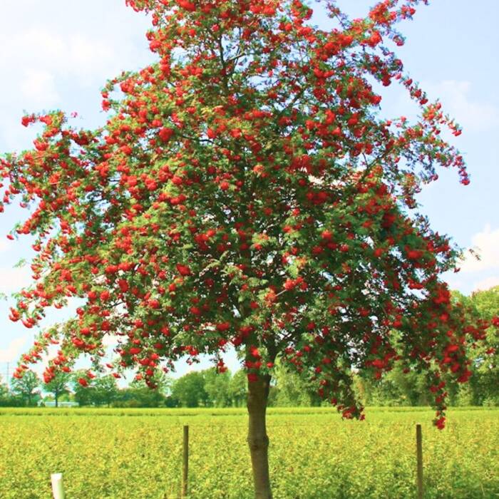 Jarząb pospolity Edulis (H200/300 obw. 12-14 cm)