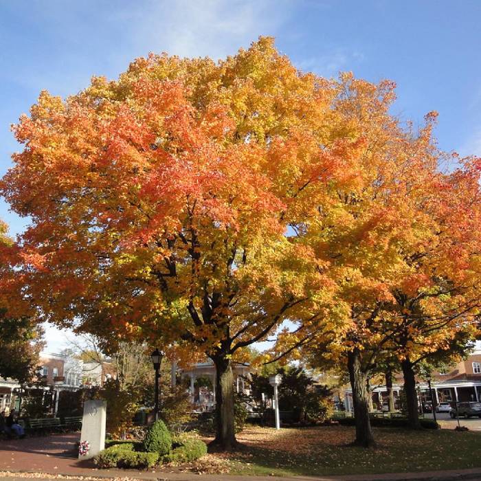 Jesion pensylwański Fraxinus pennsylvanica