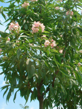 Katalpa Surmia szczepiona na pniu Hitalpa Drzewo Cygarowe (Pa 200)