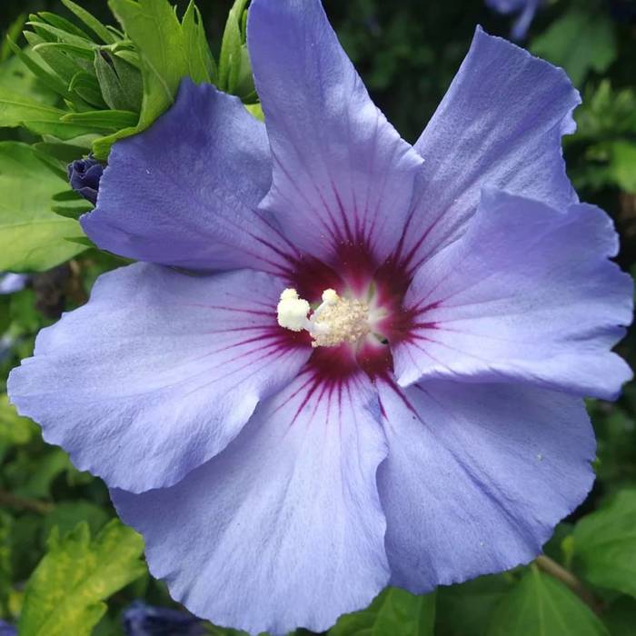 Ketmia syryjska Hibiskus Oiseau Bleu (P9)