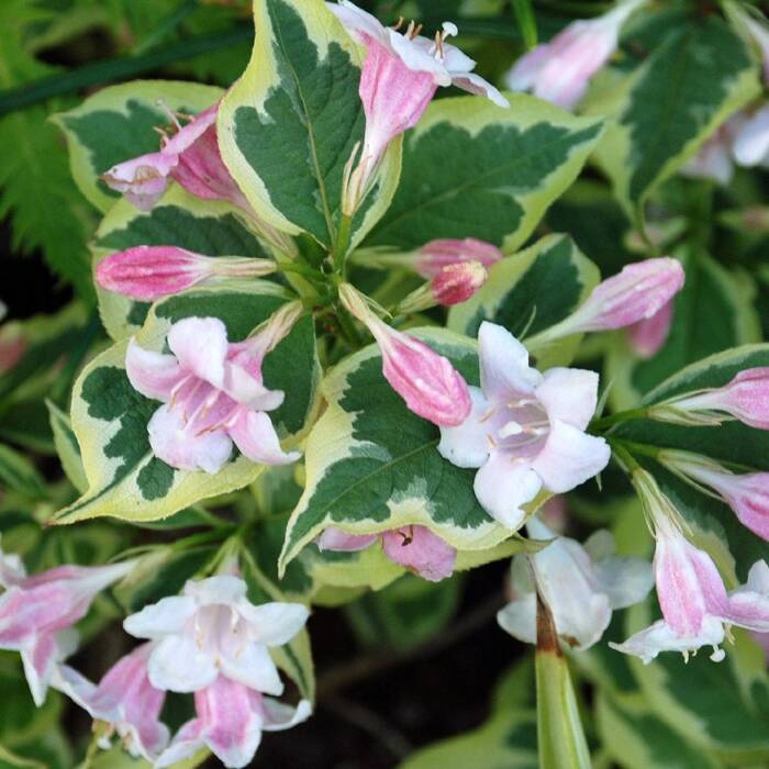 Krzewuszka cudowna Variegata (P9)