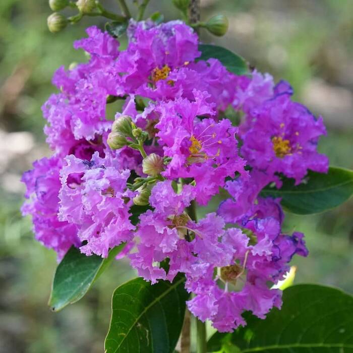 Lagerstroemia indyjska Petit Orchidée (P9)