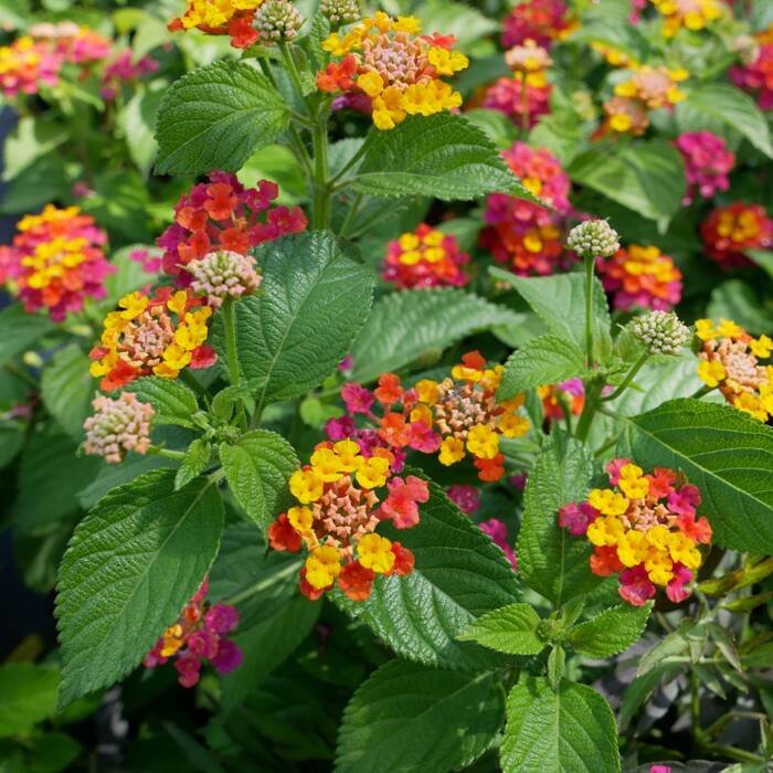 Lantana camara Feston Rose (P9)