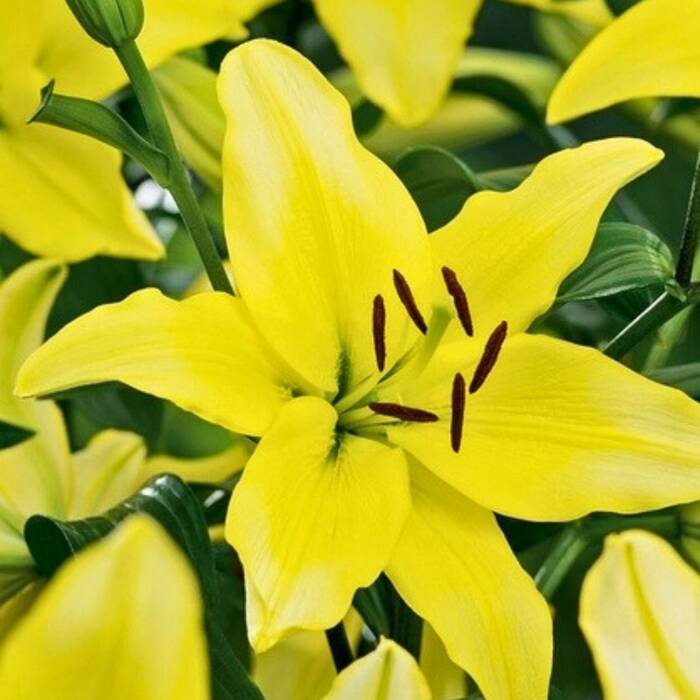 Lilia azjatycka Yellow Power żółta