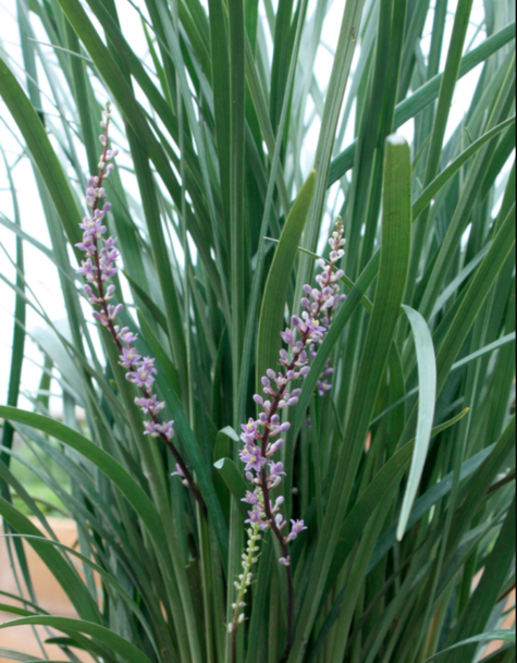 Liriope szafirkowata