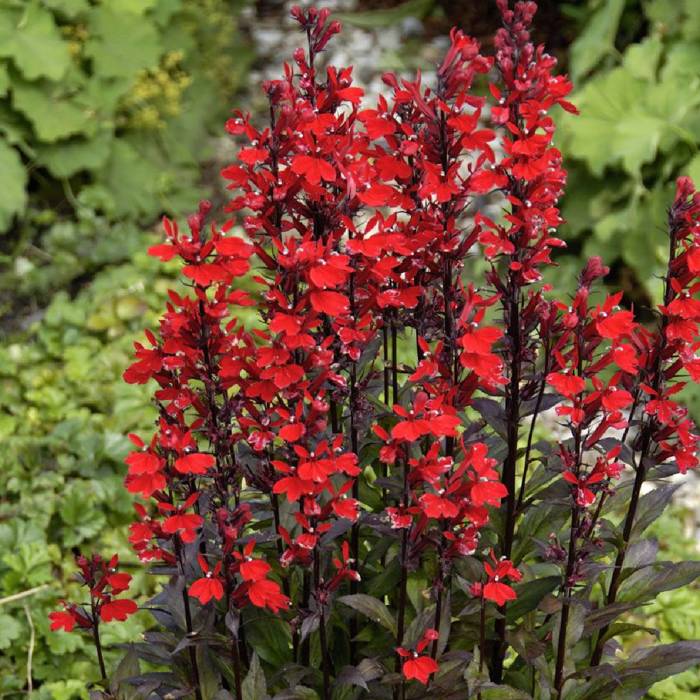 Lobelia Stroiczka Queen Victoria